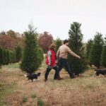 Questions To Ask When Visiting a Tree Farm