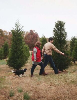 Questions To Ask When Visiting a Tree Farm