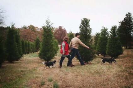 Questions To Ask When Visiting a Tree Farm