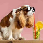 Can Dogs Have Watermelon