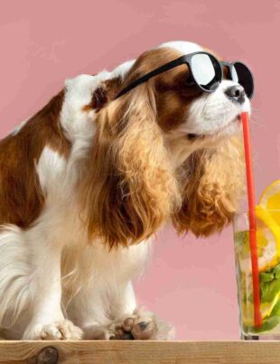 Can Dogs Have Watermelon