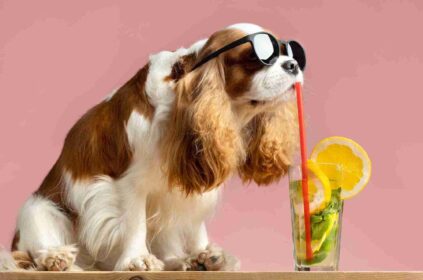 Can Dogs Have Watermelon